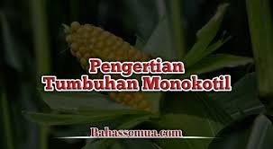 Monokotil cenderung memiliki bagian bunga dalam kelipatan 3. 45 Contoh Tumbuhan Dikotil Dan Monokotil Lengkap