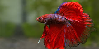 The electric blue variant can be a little harder to find, so be prepared to do some hunting if you're sold on that color. 10 Most Colorful Freshwater Fish The Aquarium Guide