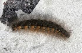 With major help provided by david j. Saltmarsh Caterpillar Bugwoodwiki