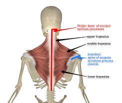 Your trapezius muscles (or traps) run from the back of your neck to your shoulders. The Upper Trapezius Attaches To The Neurokinetic Therapy Facebook