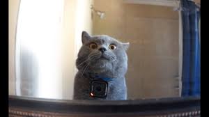 I want to know if i can leave my cat at home alone, provided he has enough food and water. Gopro On A Cat Left Home Alone Youtube