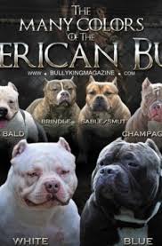 We did not find results for: Puppies For Sale Blue Nose American Bully Pitbull Puppies