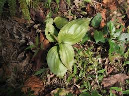 Image result for Liparis nervosa