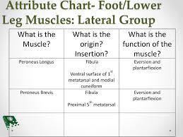 Foot Ankle And Lower Leg Ppt Download