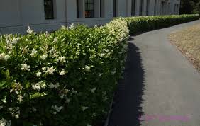 Plant your sunshine ligustrum in full sun for the best color. Tall Narrow California Ligustrum Privet Hedge