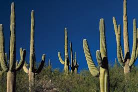Image result for Cactaceae
