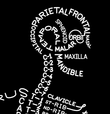 Quot Skeleton Typogram Quot By Designer Aaron Kuehn Is A Gorgeous Typographic Artwork Which Depic Human Anatomy And Physiology Anatomy Anatomy And Physiology