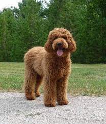 F1 goldendoodle emmy at 8 weeks and 1 ½ years f1 goldendoodle socrates. Short Goldendoodle Cut Novocom Top