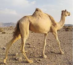 Perfect for animals like cattle, horse, camel, equine, goat, cow and sheep. Live Camels Cow Camel Sheep Goat Ox Bull United Business Intermediaries Farms