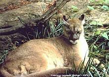 Thank you for visiting our website! Eastern Cougar Wikipedia