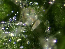 Image result for Colomerus vitis