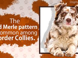 Everything You Need To Know About Border Collie Colors And Markings Dogappy Blue merle shetland sheepdog (sheltie). border collie colors and markings