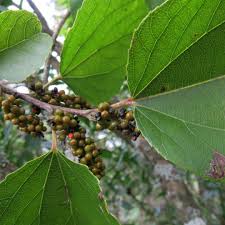 Image result for Trimeria