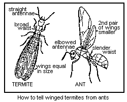 Sometimes pests use these branches to get into your home. Carpenter Ants Entomology