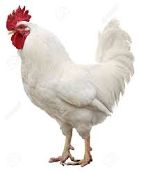 Klicke den hintergrund neben den weißen rändern an. Hahn Huhn Auf Einem Weissen Hintergrund Lizenzfreie Fotos Bilder Und Stock Fotografie Image 37770113