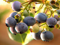 Highbush blueberry bushes generally grow 6 to 12 feet tall. How And When To Prune Blueberry Bushes Hgtv
