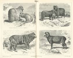 Find sheep for sale ads in our livestock category. List Of Sheep Breeds Wikipedia