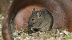 Maybe you would like to learn more about one of these? House Mouse The Wildlife Trusts