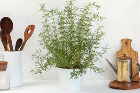Image result for rosemary container