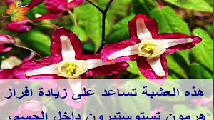 عشبة العنزة لعلاج الضعف الجنسي عند الرجال Christmas Ornaments Holiday Decor Novelty Christmas