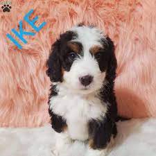 Lancaster puppies offers standard and large bernedoodle puppies for sale in pa, indiana and other states. Pin On How Sweet