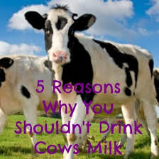 5 Reasons Why You Shouldn T Drink Cows Milk Cow S Milk Cow Drink Milk
