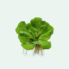 Image result for Pistia