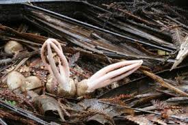 Image result for Pseudocolus schellenbergiae