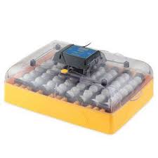 Tucker Murphy Pet Paulsen Peep Heated Pad Wayfair Egg Incubator Egg Incubators Incubator