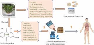 Image result for Aloe aculeata × globuligemma