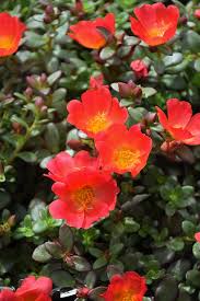 Image result for Portulaca foliosa