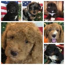 D And D S Dandy Doodles Aussiedoodle Puppies Goldendoodles Goldendoodle Puppy Goldendoodle The Perfect Dog