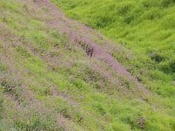 Image result for Desmodium intortum
