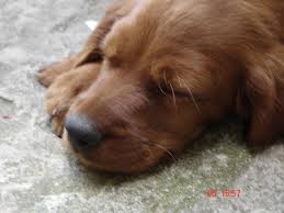 Link Sui Cani Non Abbandonarmi Facebook