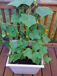 Cucumbers grow well in many regions of the united states, producing prolific quantities of fruit that can be enjoyed fresh or preserved as pickles. Only 1 Plant Survived But The Kids Can Make Do Right Container Gardening Vegetables Indoor Vegetable Gardening Cucumber Plant