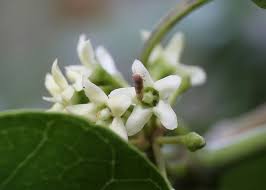 Image result for Marsdenia