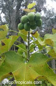 Image result for Jatropha curcas