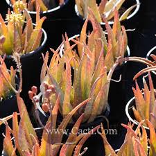 Image result for Synadenium glabratum
