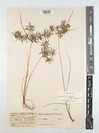 Image result for Pycreus laxespicatus