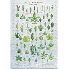 vegetable identification chart google search leaf