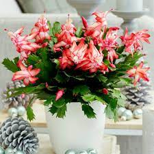 Buy the selected items together. Buy Christmas Cactus Schlumbergera Red