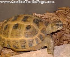 Care Sheet Russian Tortoise