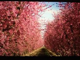 Maybe you would like to learn more about one of these? Flowering Fruit Trees Surreyfarms A Serene Haven In The Foothills Of Northern California
