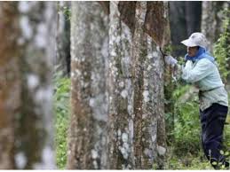 Begitu juga pasangan saya berkali kali mengatakan sangat menyesal hanya mengambil. Pihak Berkuasa Kemajuan Pekebun Kecil Perusahaan Getah Kuala Lumpur Selangor Malaysia 2 2008 Yang Telah Diadakan Pada 19 12 2008 Telah Memutuskan Dengan Membenarkan Penggunaan Bahan Vitamin Berjenama Vitex Bagi Tujuan Mengatasi Masalah Kekeringan