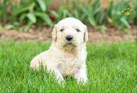 Here's a new and unused counted crosstitch booklet of patterns entitled family ties. this 13 page book includes 4 unique patterns with black and white symbols and a color picture of each completed project. We Have Some Great Family Dogs Stoney Creek Puppies Facebook