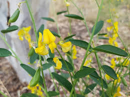 Image result for Crotalaria oocarpa