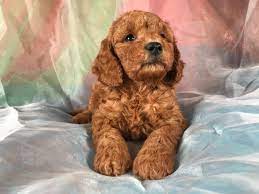 All of our puppies are sold with limited registration unless otherwise discussed ahead of time. Pin On La Z Boy
