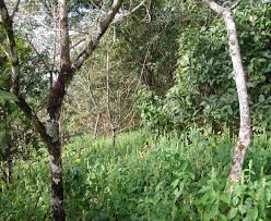 Image result for Globimetula rubripes