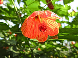 Image result for Abutilon longicuspe