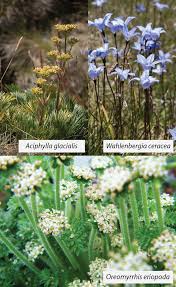It is leafless in its upper parts, and mostly. Additional File 1 Figure A1 Of Phenotypic Plasticity And Water Availability Responses Of Alpine Herb Species Along An Elevation Gradient